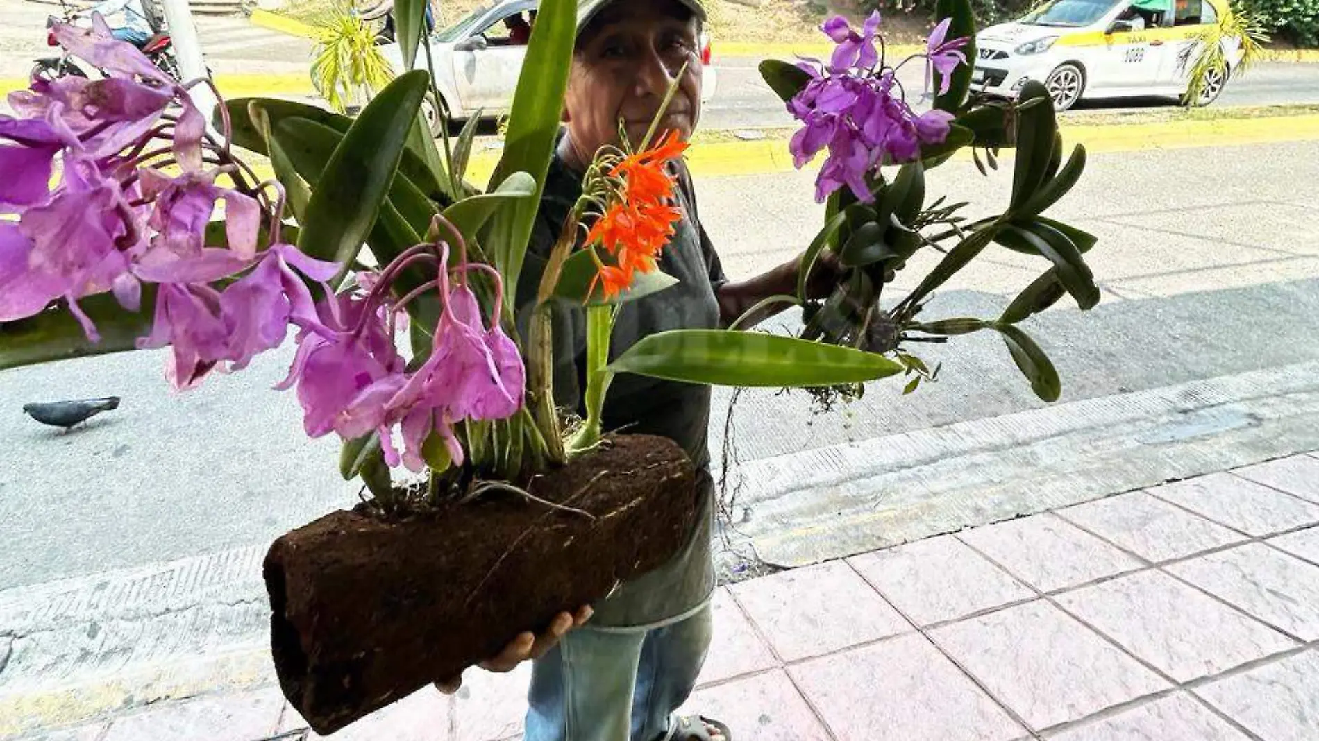 vendedor de orquideas